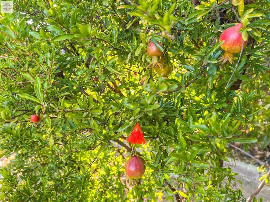 Finca Tierra Sana إِستيبونا المظهر الخارجي الصورة
